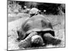 Tank the Giant Tortoise, London Zoo, 180 Kilos, 80 Years Old, on Top is Tiki a Small Tortoise-null-Mounted Premium Photographic Print