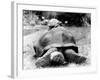 Tank the Giant Tortoise, London Zoo, 180 Kilos, 80 Years Old, on Top is Tiki a Small Tortoise-null-Framed Photographic Print