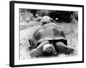Tank the Giant Tortoise, London Zoo, 180 Kilos, 80 Years Old, on Top is Tiki a Small Tortoise-null-Framed Photographic Print