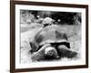 Tank the Giant Tortoise, London Zoo, 180 Kilos, 80 Years Old, on Top is Tiki a Small Tortoise-null-Framed Photographic Print