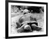 Tank the Giant Tortoise, London Zoo, 180 Kilos, 80 Years Old, on Top is Tiki a Small Tortoise-null-Framed Photographic Print