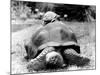 Tank the Giant Tortoise, London Zoo, 180 Kilos, 80 Years Old, on Top is Tiki a Small Tortoise-null-Mounted Photographic Print