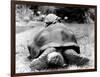 Tank the Giant Tortoise, London Zoo, 180 Kilos, 80 Years Old, on Top is Tiki a Small Tortoise-null-Framed Photographic Print