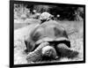 Tank the Giant Tortoise, London Zoo, 180 Kilos, 80 Years Old, on Top is Tiki a Small Tortoise-null-Framed Photographic Print