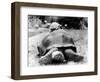 Tank the Giant Tortoise, London Zoo, 180 Kilos, 80 Years Old, on Top is Tiki a Small Tortoise-null-Framed Premium Photographic Print