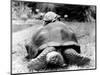 Tank the Giant Tortoise, London Zoo, 180 Kilos, 80 Years Old, on Top is Tiki a Small Tortoise-null-Mounted Premium Photographic Print