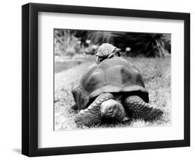 Tank the Giant Tortoise, London Zoo, 180 Kilos, 80 Years Old, on Top is Tiki a Small Tortoise-null-Framed Photographic Print