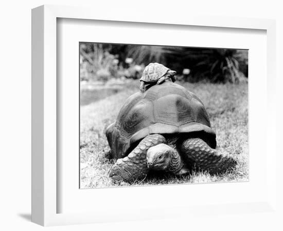 Tank the Giant Tortoise, London Zoo, 180 Kilos, 80 Years Old, on Top is Tiki a Small Tortoise-null-Framed Photographic Print