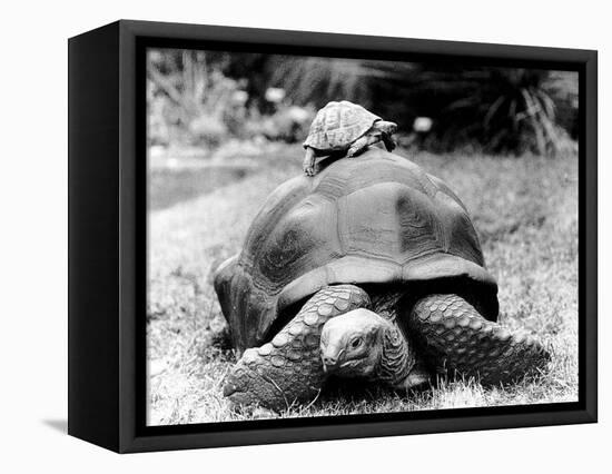 Tank the Giant Tortoise, London Zoo, 180 Kilos, 80 Years Old, on Top is Tiki a Small Tortoise-null-Framed Stretched Canvas