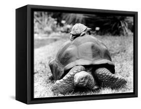 Tank the Giant Tortoise, London Zoo, 180 Kilos, 80 Years Old, on Top is Tiki a Small Tortoise-null-Framed Stretched Canvas