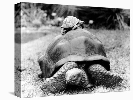 Tank the Giant Tortoise, London Zoo, 180 Kilos, 80 Years Old, on Top is Tiki a Small Tortoise-null-Stretched Canvas