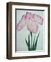 Tanka No-Koe Book of a Pink Iris-Stapleton Collection-Framed Giclee Print