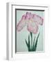 Tanka No-Koe Book of a Pink Iris-Stapleton Collection-Framed Giclee Print