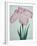 Tanka No-Koe Book of a Pink Iris-Stapleton Collection-Framed Giclee Print