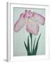 Tanka No-Koe Book of a Pink Iris-Stapleton Collection-Framed Giclee Print