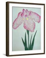 Tanka No-Koe Book of a Pink Iris-Stapleton Collection-Framed Giclee Print