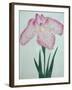 Tanka No-Koe Book of a Pink Iris-Stapleton Collection-Framed Giclee Print