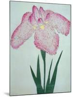 Tanka No-Koe Book of a Pink Iris-Stapleton Collection-Mounted Giclee Print