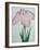 Tanka No-Koe Book of a Pink Iris-Stapleton Collection-Framed Giclee Print