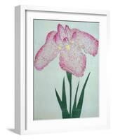 Tanka No-Koe Book of a Pink Iris-Stapleton Collection-Framed Giclee Print