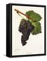 Tannat Grape-J. Troncy-Framed Stretched Canvas