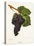 Tannat Grape-J. Troncy-Stretched Canvas