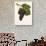 Tannat Grape-J. Troncy-Giclee Print displayed on a wall