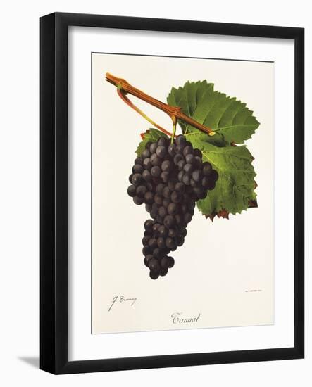 Tannat Grape-J. Troncy-Framed Giclee Print