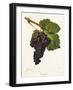 Tannat Grape-J. Troncy-Framed Giclee Print