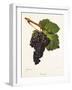 Tannat Grape-J. Troncy-Framed Giclee Print