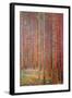 Tannenwald-Gustav Klimt-Framed Art Print