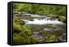 Tanner Creek, Columbia River Gorge National Scenic Area, Oregon, USA-Jamie & Judy Wild-Framed Stretched Canvas