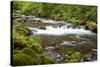 Tanner Creek, Columbia River Gorge National Scenic Area, Oregon, USA-Jamie & Judy Wild-Stretched Canvas