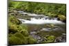 Tanner Creek, Columbia River Gorge National Scenic Area, Oregon, USA-Jamie & Judy Wild-Mounted Photographic Print