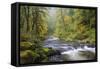 Tanner Creek, Columbia River Gorge, Oregon, USA-Jamie & Judy Wild-Framed Stretched Canvas