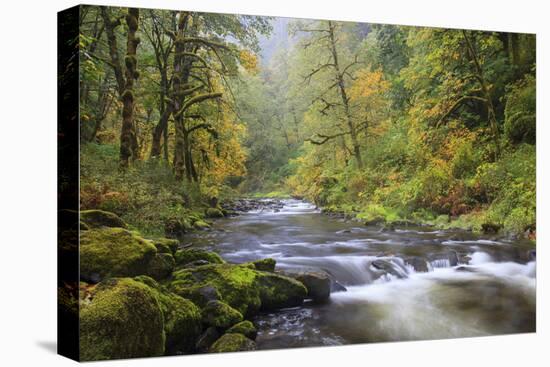 Tanner Creek, Columbia River Gorge, Oregon, USA-Jamie & Judy Wild-Stretched Canvas