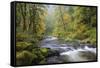 Tanner Creek, Columbia River Gorge, Oregon, USA-Jamie & Judy Wild-Framed Stretched Canvas