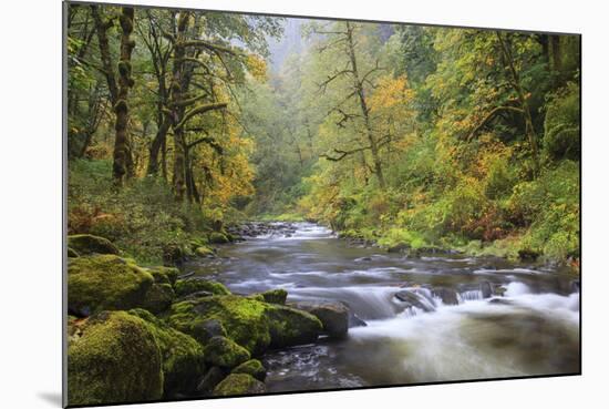 Tanner Creek, Columbia River Gorge, Oregon, USA-Jamie & Judy Wild-Mounted Photographic Print