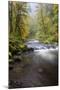 Tanner Creek, Columbia River Gorge, Oregon, USA-Jamie & Judy Wild-Mounted Photographic Print