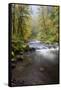 Tanner Creek, Columbia River Gorge, Oregon, USA-Jamie & Judy Wild-Framed Stretched Canvas