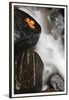 Tanner Creek, Columbia River Gorge, Oregon, USA-Jamie & Judy Wild-Framed Premium Photographic Print