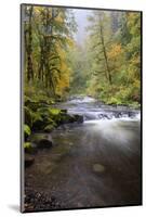 Tanner Creek, Columbia River Gorge, Oregon, USA-Jamie & Judy Wild-Mounted Photographic Print