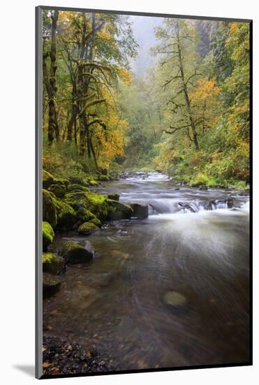 Tanner Creek, Columbia River Gorge, Oregon, USA-Jamie & Judy Wild-Mounted Photographic Print