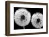 Tanpopo With Dew, 2008-Hiroyuki Arakawa-Framed Photographic Print