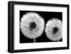 Tanpopo With Dew, 2008-Hiroyuki Arakawa-Framed Photographic Print