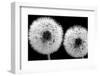 Tanpopo With Dew, 2008-Hiroyuki Arakawa-Framed Photographic Print