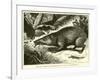 Tanrec, or Trandraka-null-Framed Giclee Print