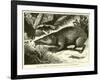 Tanrec, or Trandraka-null-Framed Giclee Print