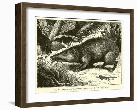 Tanrec, or Trandraka-null-Framed Giclee Print