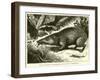 Tanrec, or Trandraka-null-Framed Giclee Print